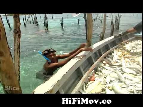 View Full Screen: polynesian fishing from the ocean to papeetes market 124 slice.jpg