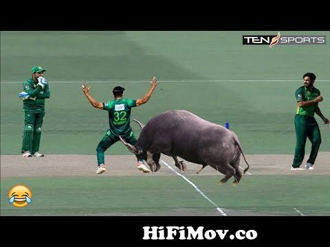 10 craziest animal attacks in Cricket | dog attacks | Cricket videos | funny  videos for kids | from www com india creature cricket mp3 songs Watch Video  