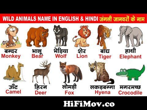 wild animals name hindi and english | जंगली जानवरों के नाम | jangli janwar  ke naam from jangli janwar in hindi Watch Video 