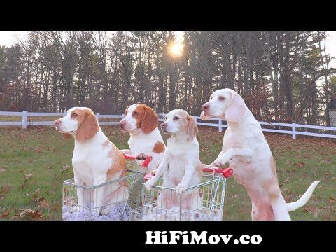 Dogs Double Date in Shopping Carts: Funny Dogs Maymo & Potpie Take Penny &  Indie out to Eat from funny cart Watch Video 