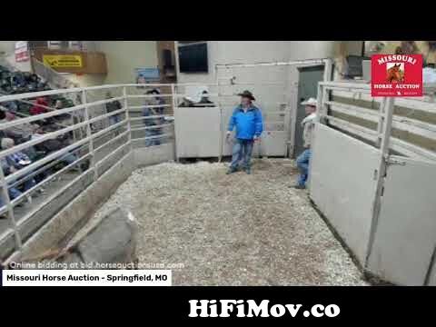 View Full Screen: missouri horse auction springfield mo.jpg