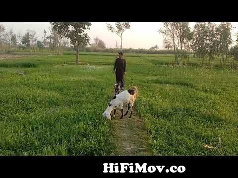 Man with animals mating 2022 (HD Animals toop 3) from man and anmail Watch  Video 