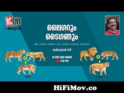 ലൈഗറും ടൈഗണും | Why hybrid animals are (almost always) sterile? |  Ravichandran C | RC LIVE | from antevairs Watch Video 