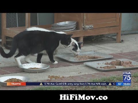 Feral cat population in Los Angeles estimated at 1 to 3 million, animal  advocates say from feral Watch Video 