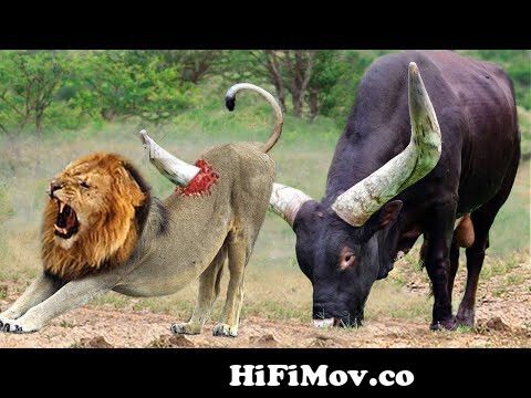God Gave Strength To Buffalo Leading Herd Rescues His Teammates From Lion  Chase - Wild Animal Attack from ডিসকভারি Watch Video 