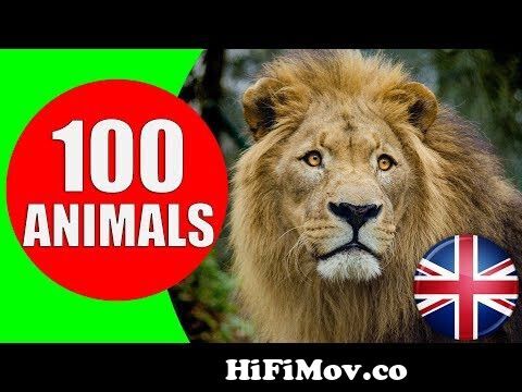 Animals for Kids to Learn - 100 Animals for Kids, Toddlers and Babies in  English | Educational Video from এনিমেল স Watch Video 