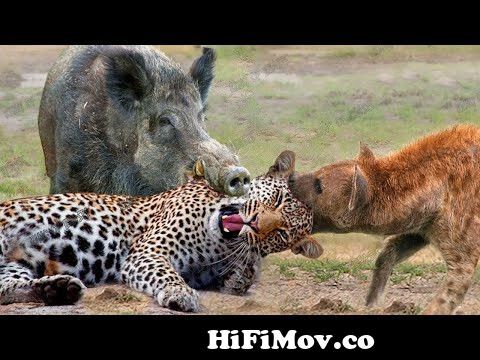 Most Amazing Moments Of Wild Animal 2022 - Wild Discovery Animals Part2  from jangli janwar in hindi Watch Video 