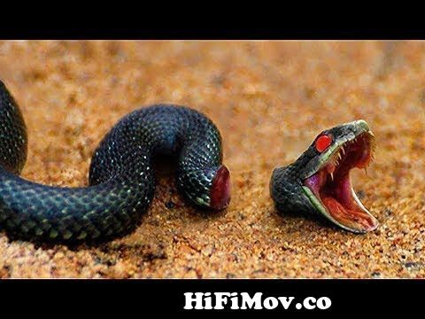 10 Animals That Can Live After Death from full s world biggest s Watch Video  