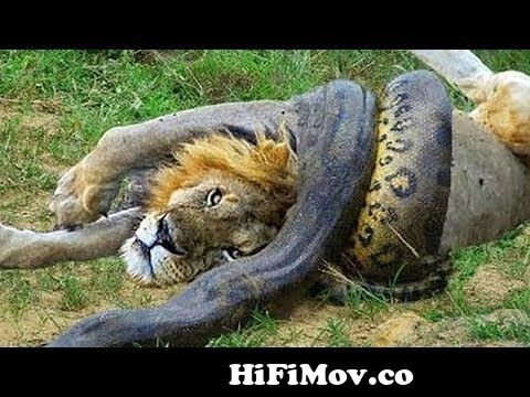 Wild Discovery Animals - Craziest Animal Fights Caught On Camera! Animals  Documentary 2018 from deskobari lione Watch Video 