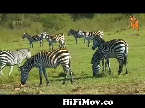 Animal || horse mating || zebra mating || donkey mating info full details