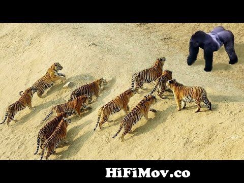 The Best Of Animal Attack 2022 - Most Amazing Moments Of Wild Animal Fight!  Wild Discovery Animal p4 from dhaka wap ever Watch Video 