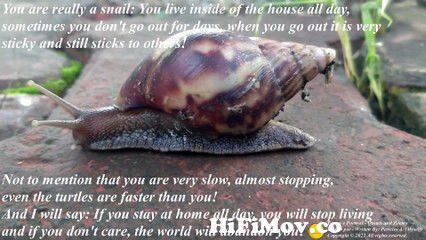 You are really a snail: Stay inside of home, it is sticky! For God's  sake... [Quotes and Poems] from funy poem Watch Video 