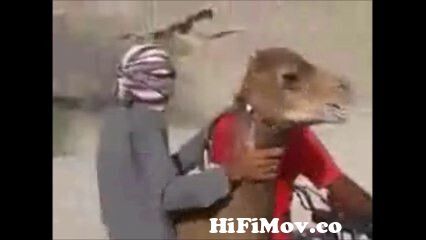 Camel on Bike || Funny Animal Videos || Tik Tok Videos Funny || funny video  || comedy video from tik tok video online download Watch Video 