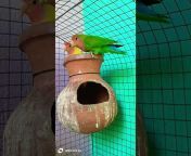 cocktel birds short video