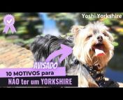 Yoshi Yorkshire