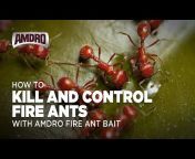 Amdro Pest Control