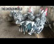 Chicken World Imported Hen&#39;s