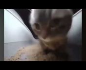 Chipi Cat