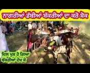 Raju Goat Farm Dirba Punjab 🔵🔵