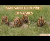 All about the Lions of Sabi Sand