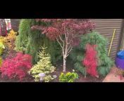 Amazing Maples and Crazy Conifers