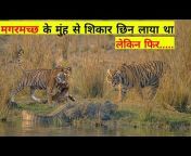 Animal TV Hindi