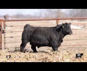 Midwest Beef Cattle Consultants