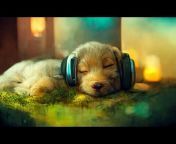 LoFi Dog Pet Therapy MUSIC: Live LoFi w/ PET ASMR