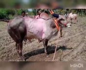 Race king Harsha, bull race Cort,Srini race lover