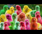 Rainbow Ayam Gokil