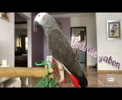 Sophie’s Parrots