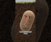 Pebble the Potato