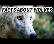 Animal Fact Files
