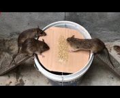 DIY Rat Trap