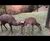 Sacred Nara Deer Addict
