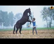 Mann horse photography