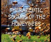 BARNYARD BEES