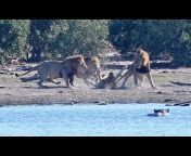 Leo Vantage Safari Sightings