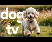 Calm Your Dog - Relaxing Music and TV for Dogs