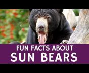 Animal facts by Datacube
