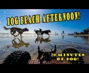 Dog Beach Live 🌴