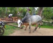 Srilanka Big Bulls and Goats.