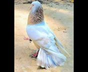 Pigeon short