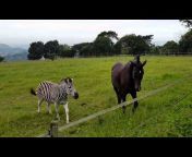 Stan the Zebra