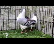 Pigeon care