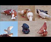 All pigeon birds