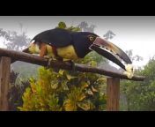 Costa Rica Bird Cam