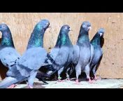 Rahul Super Pigeon