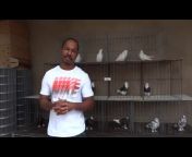 The Roller Pigeon Evolution Smitty