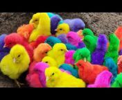 Ducks And Chicks